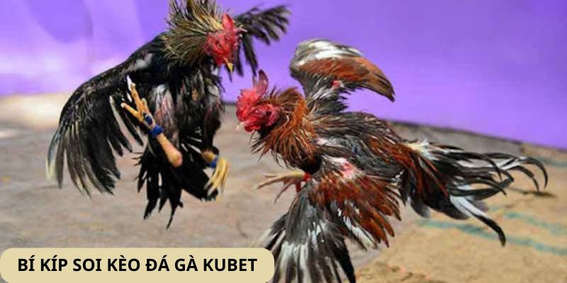Tổng hợp mẹo đặt cược chọi gà giúp thành viên rinh thưởng khủng