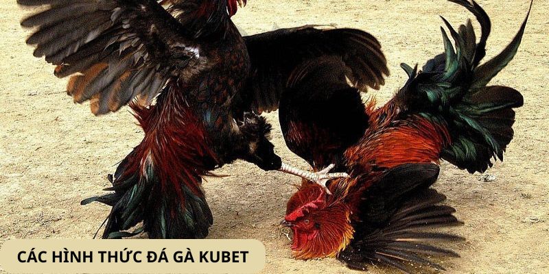 Tìm hiểu các hình thức chọi gà đỉnh cao 2025