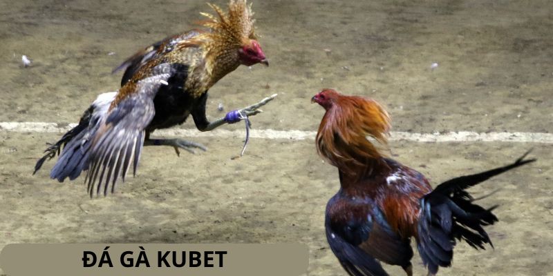 đá gà kubet