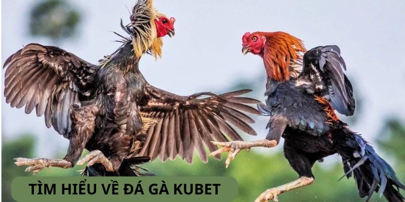 Một vài ưu điểm nổi bật về chuyên mục chọi gà tại hệ thống KUBET