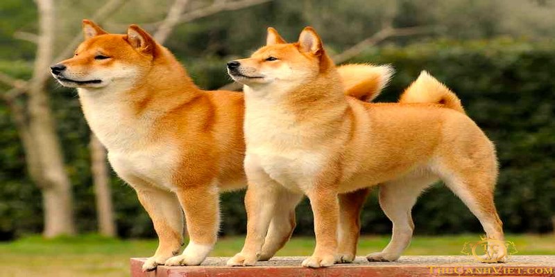 Bạn nên sắp xếp thời gian để nghỉ ngơi khi chiêm bao thấy chó sủa