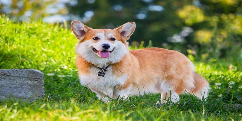 Mơ thấy chó đánh gì được giải mã  ý nghĩa của sự may mắn