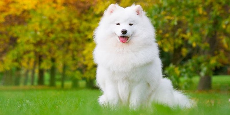 MƠ THẤY CHÓ ĐÁNH GÌ